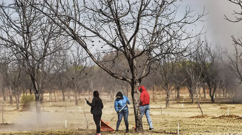 Productores de nuez le apuestan a lo orgánico